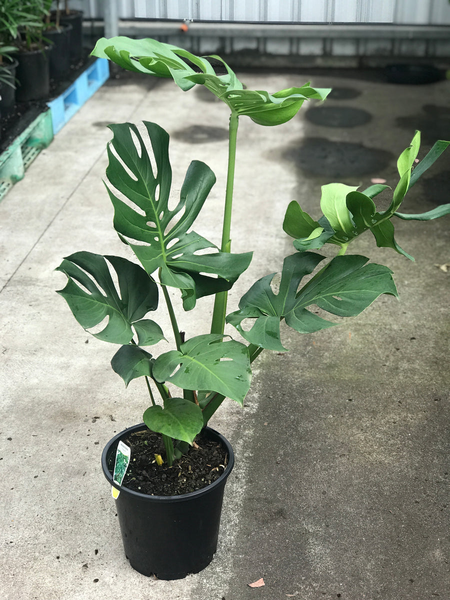 Advantages of choosing roses with longer stems