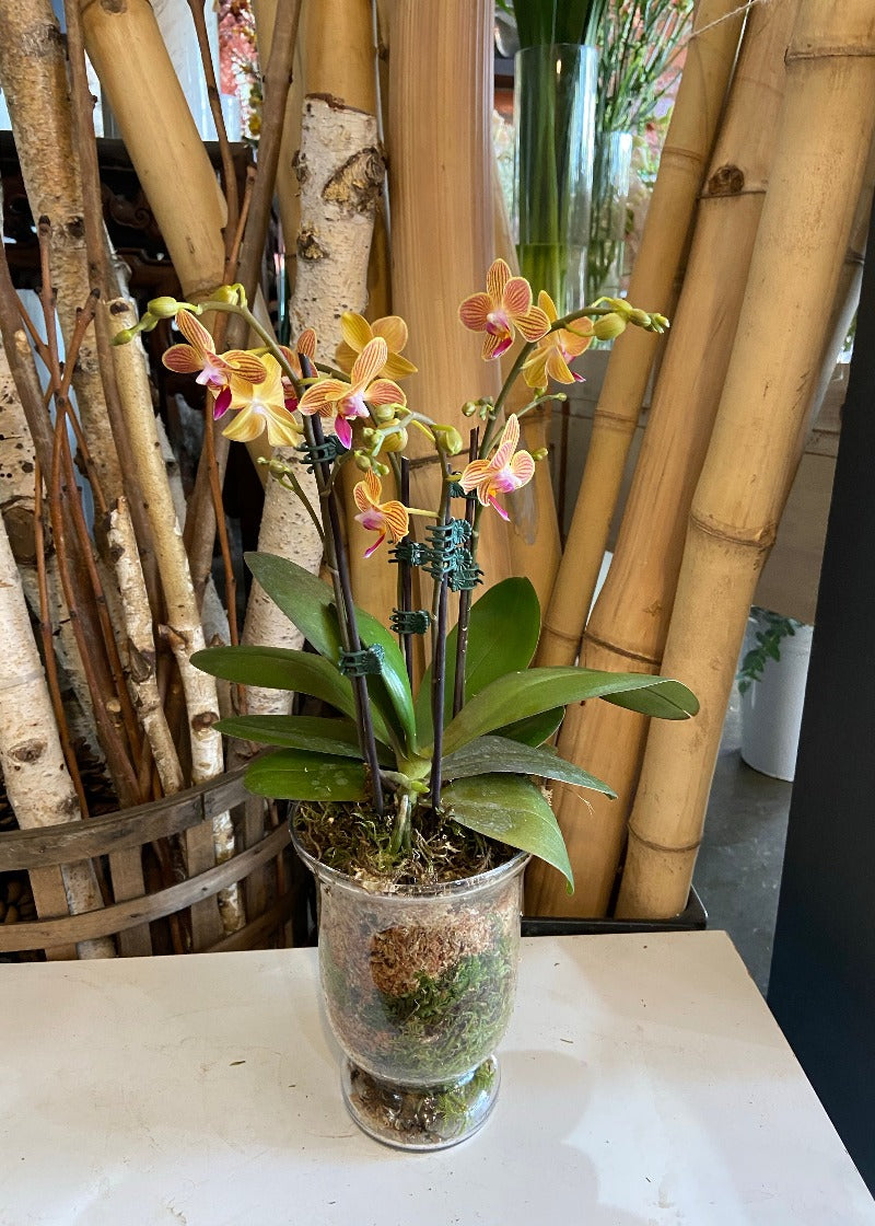 Orchid plant in Glass Vase