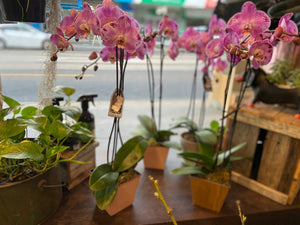 pot orchid plant 02