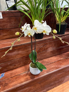 pot orchid plant 03