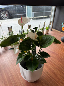 Anthurium plant
