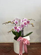 Orchid plant in a round Pot