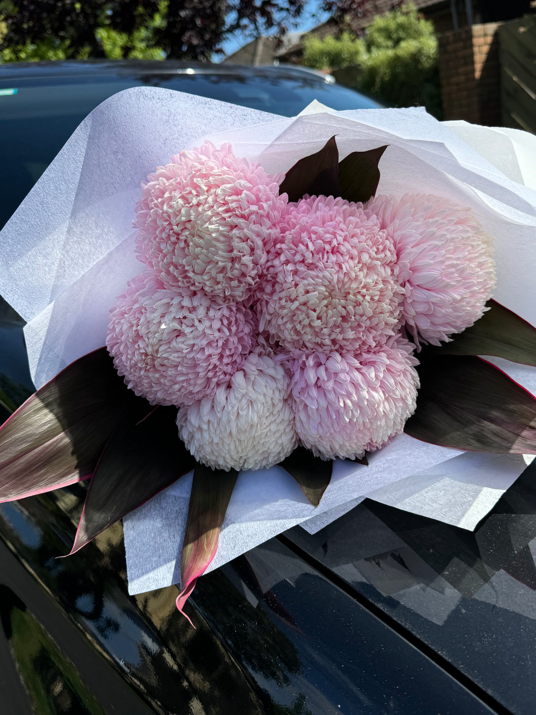 premium chrysanthemum disbud