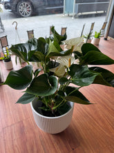 Anthurium plant