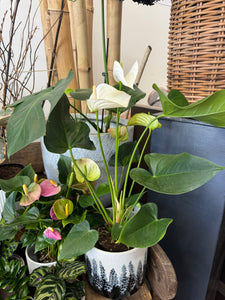 Anthurium plant