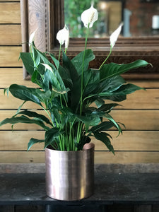 Peace Lily Plant Gift from $35