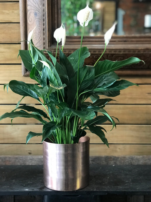 Peace Lily Indoor Plant from $35