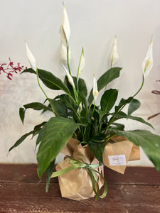 Peace Lily Plant Gift from $35