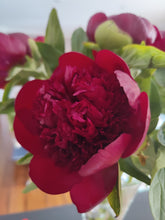 Peony bouquet from $65