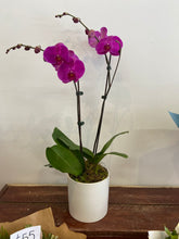 Pot orchid plant from $45