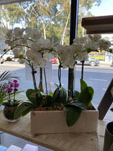 Orchid plant in Pot