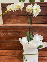 Pot orchid plant from $45