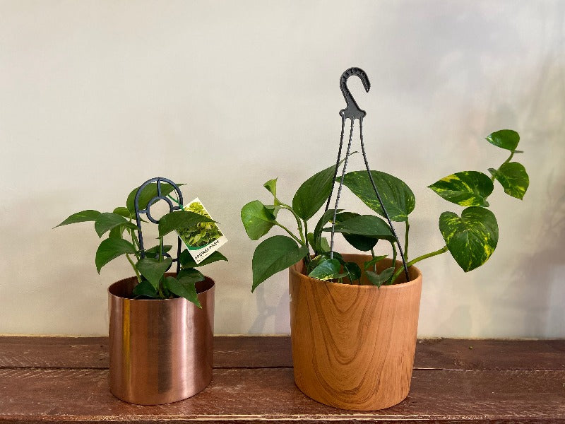 Ivy trailing plants 02