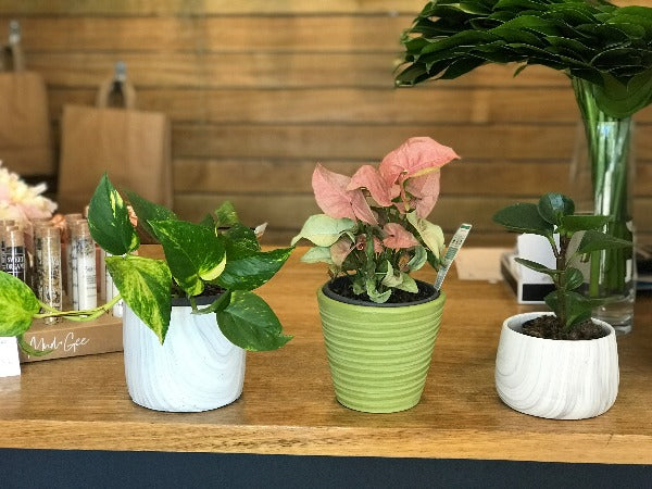 assorted plants potted 01