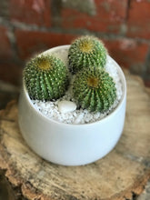 assorted plants potted 02