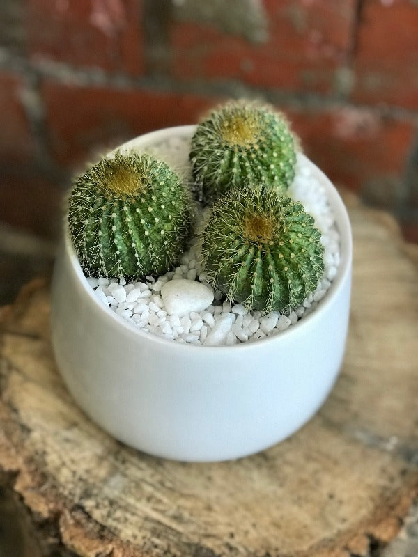 assorted plants potted 02