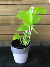 assorted plants potted 05