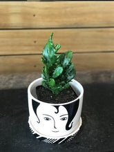 assorted plants potted 06