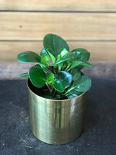 assorted plants potted 07