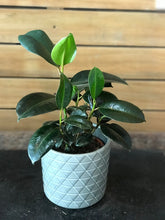 assorted plants potted 08