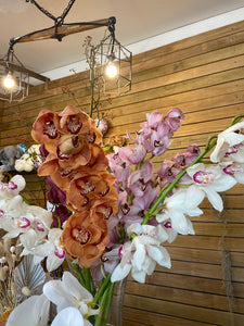 flower shop Brighton Premium Cybidium orchid 01