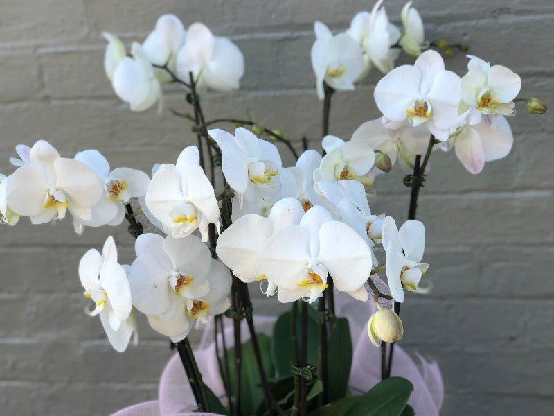 Luxury orchid plants 01