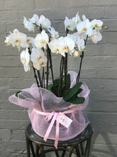 Luxury orchid plants 02