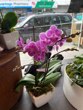 pot orchid plant 07