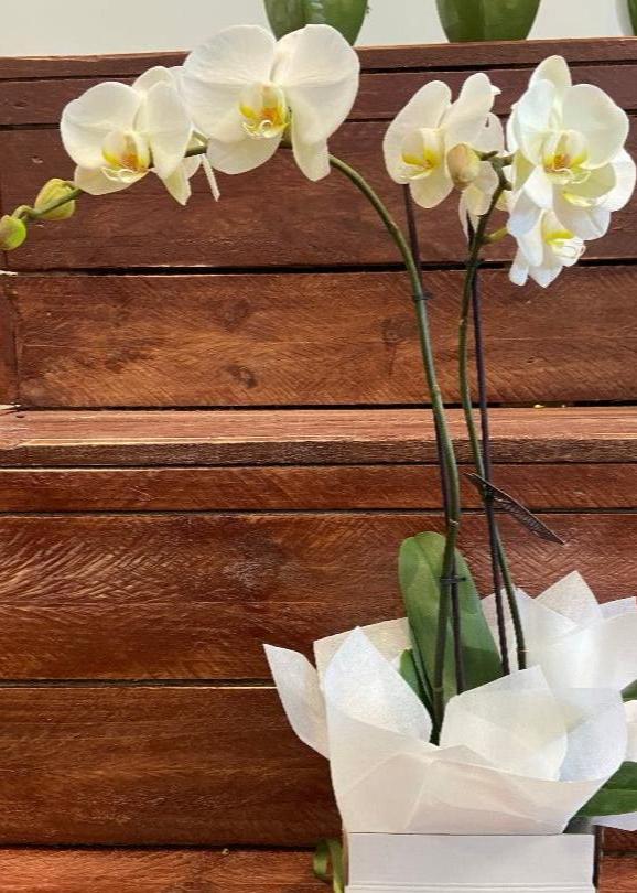 pot orchid plant 01