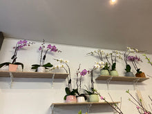 pot orchid plant 04