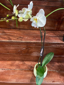 pot orchid plant 05