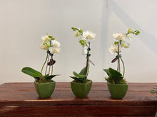 pot orchid plant 06