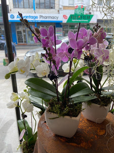 pot orchid plant 08